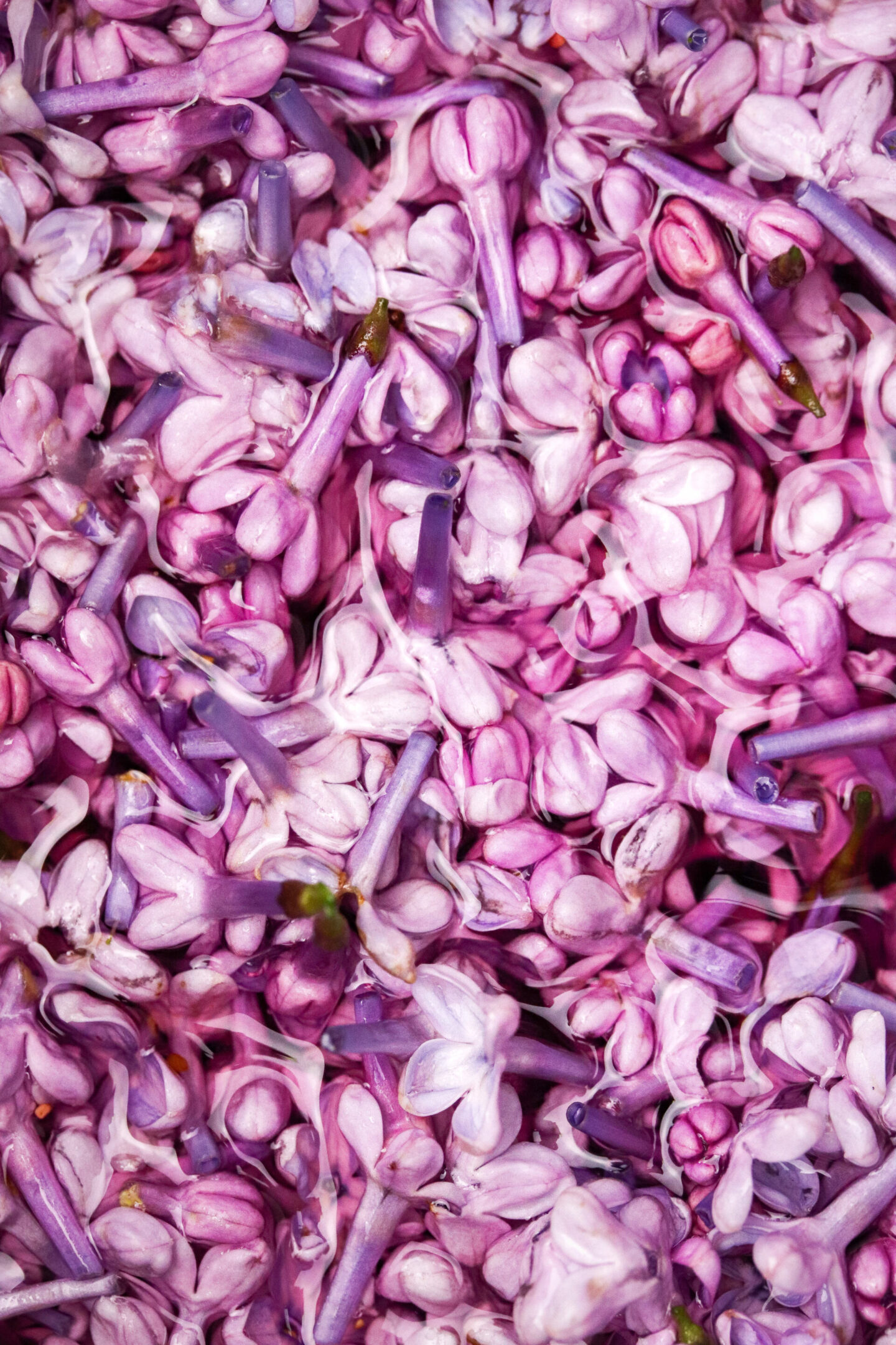 Lilac Syrup – Perfect on anything from ice cream to drinks